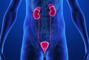 Read more about the article Policistični bubrezi ishrana: Kompletan vodič za pravilnu prehranu kod policistične bolesti bubrega